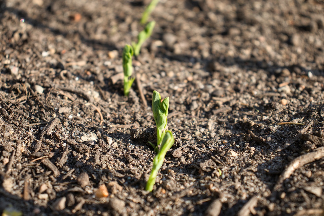 Easy Tips for Creating a Raised Bed Garden